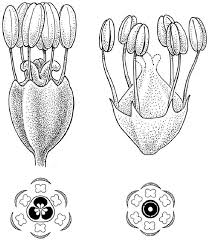 Comparison of reconstructed flower and floral diagram of Archaefagacea... |  Download Scientific Diagram