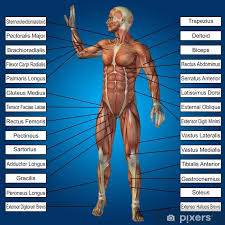 The thoracic segment of the trunk, the abdominal segment of the trunk, and the perineum. 3d Human Male Anatomy With Muscles And Text Poster Pixers We Live To Change
