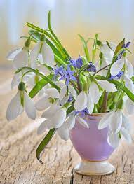 Beautiful Bouquet Of Snowdrops In Vase By Iordache Laurențiu On 500px Beautifulflowersinvase Container Flowers Spring Flowers Tulips Flowers