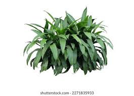 Image result for Dracaena steudneri