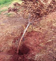 Maybe you would like to learn more about one of these? Growing Pecans In North Carolina Nc State Extension Publications