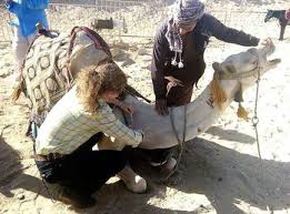Because he was better suited to the desert than the horses, mufeed. Veterinary Medicine In The Middle East Integrative C A R E Ltd
