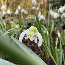 Galanthus Heffalump Snowdrop Heffalump In Gardentags Plant Encyclopedia