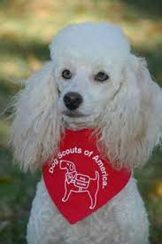 Toy Poodle Blue Eyes Off 62 Www Gmcanantnag Net