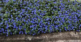 Maybe you would like to learn more about one of these? 29 Annuals To Grow In Sunny Hot Dry Places With Pictures
