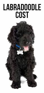 Ike is the cutest little mini labradoodle puppy. Labradoodle Cost What Will Your Puppy S Price Tag Be