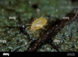 Image result for Tetranychidae grapevine