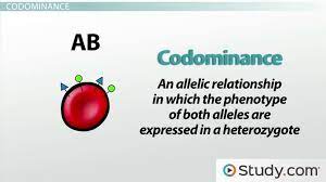 This denotes a situation where the phenotype of a heterozygote is not an expression of when a characteristic is expressed as a result of codominant alleles, the phenotype simultaneously expresses the phenotypes of both homozygotes. Exceptions To Simple Dominance Codominance And Incomplete Dominance Video Lesson Transcript Study Com