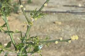 Image result for Sphaeropsis tumefaciens oleander symptoms
