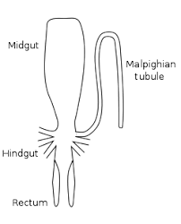 Free items will be automatically added to cart. Insect Wikipedia