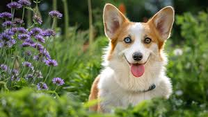 Fundraiser for Sierra Richards by Allison Shride : Winter's Left Hip  Replacement