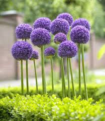 The imbricate bulb doesn't have a tunic to protect the inner fleshy scales, which is why care needs to be taken when handling these flowers. Allium Bulbs Gladiator Large Purple Allium Tulip Store