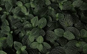 Here you can get the best green leaves wallpapers for your desktop and mobile devices. Green Leaves Texture Background With Green Leaves Ecology Environment Green Leaves Hd Wallpaper Peakpx