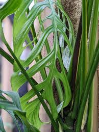 Image result for Laggera gracilis