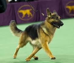 This pup was given the highest honor on. Westminster Dog Show 2016 Best In Show
