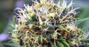 Check spelling or type a new query. In The Pines Strain Review I Love Growing Marijuana
