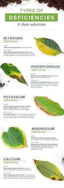 Plant Deficiencies In 2020 Plants Homemade Plant Food Plant Deficiencies