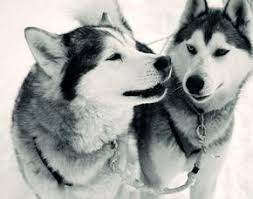 Husky schlittenfahrten am fuss des matterhorns. Husky Schlittenfahrt Im Harz Als Erlebnisgeschenk Mydays