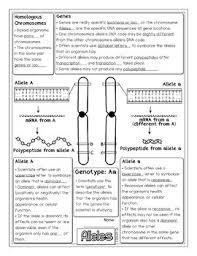 Biochemistry Basics Pogil Answer Key Pdf Alleles Doodle Diagrams Biology Lessons Teaching Biology Biology Projects