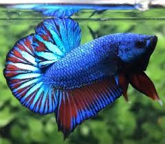 Ingat untuk menghindari mencampur sembarang ikan hias air tawar dalam satu akuarium. 4 Jenis Jenis Ikan Hias Yang Dibudidayakan Di Indonesia