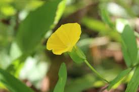 Image result for Xenostegia medium