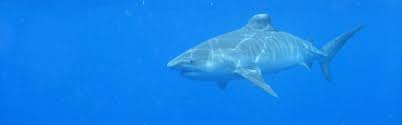 Tiger sharks are known for tiger like stripes upon their body. Tiger Shark Faunafocus