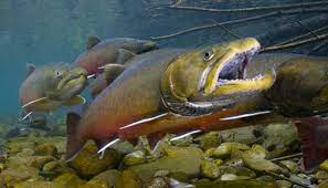 Bull Trout Fishing Guide How To Catch Protect Bull Trout