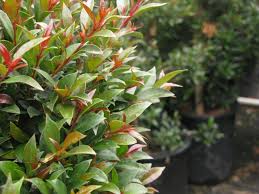 This picture shows the outer bay/open sea exhibit at the monterey bay aquarium. Eugenia Myrtifolia Newport Eygenia Horomidis Agronomic Corp