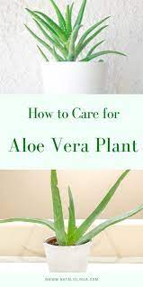 How To Care For Aloe Vera Plant Aloe Aloevera Care Plant Vera Aloe Vera Plant Aloe Plant Aloe Plant Care
