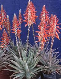 We did not find results for: Drought Tolerant Plants