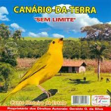 Canario Da Terra O Que Come Ouvir E Baixar Canto De Passaros Silvestres In 2020 Bird Animals Photo