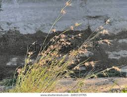 Image result for Themeda triandra