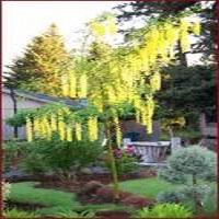 Image result for Laburnum anagyroides