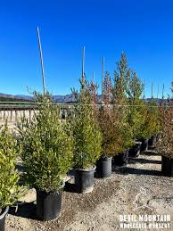 Image result for Dodonaea viscosa