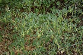 Image result for Zygophyllum cuneifolium
