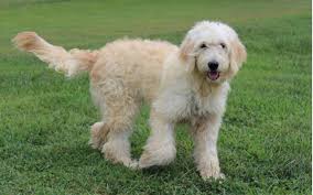 However, free goldendoodle dogs and puppies are a rarity as rescues usually charge a small adoption more wavy and true f1 doodle. English Goldendoodles By Showringgoldens