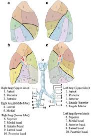 Download Scientific Diagram Bronchopulmonary Segments A Right Lung Lateral View B Right Lung Bronchopulmonary Lung Anatomy Human Anatomy And Physiology