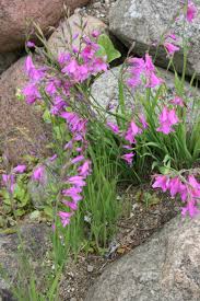 Image result for Gladiolus microspicatus