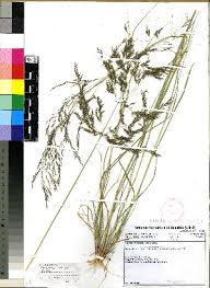 Image result for Eragrostis rotifer
