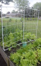 Diy Pvc Trellis For Cucumbers Beans And Peas Diy Garden Trellis Garden Trellis Cucumber Trellis
