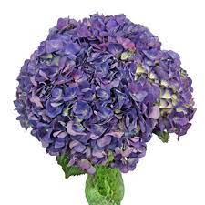 Purple Hydrangea Fiftyflowers Com Hydrangea Purple Purple Carnations Freesia Flowers