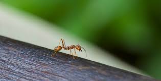 Kemudian juga disaat keuangan kita dalam masalah, berdoa agar diberi kelancaran dalam urusan ini. Semut Menjajah Rumah Usir Dengan Cara Mudah Ini Parenting Dream Co Id