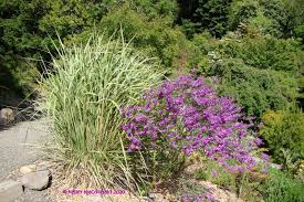 Image result for Polygala virgata