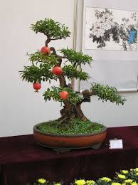 However, each tree can be further trained to your preference. 29 Pomegranate Bonsai Ideas Bonsai Pomegranate Bonsai Tree