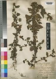 Image result for Melochia corchorifolia