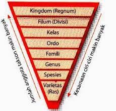 Maybe you would like to learn more about one of these? Tingkatan Urutan Takson Dalam Klasifikasi