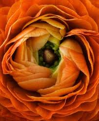 Orange Fire Magnolia Box Orange Flowers Virtual Flowers