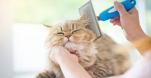 kedim cok tuy dokuyor ne yapmali kedi veterinerler tuy
