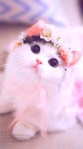 Your cute stock images are ready. Very Beautiful Cute Cat 720x1280 Wallpaper Teahub Io