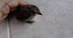 Maybe you would like to learn more about one of these? Tafsir Arti Mimpi Tentang Burung Merpati Gagak Elang Merak Dll Terlengkap Mentari Bali Holiday